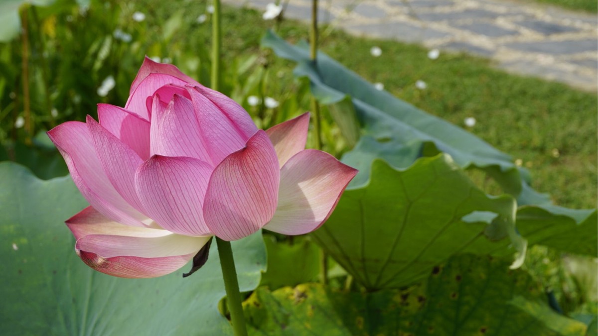 花花，草草