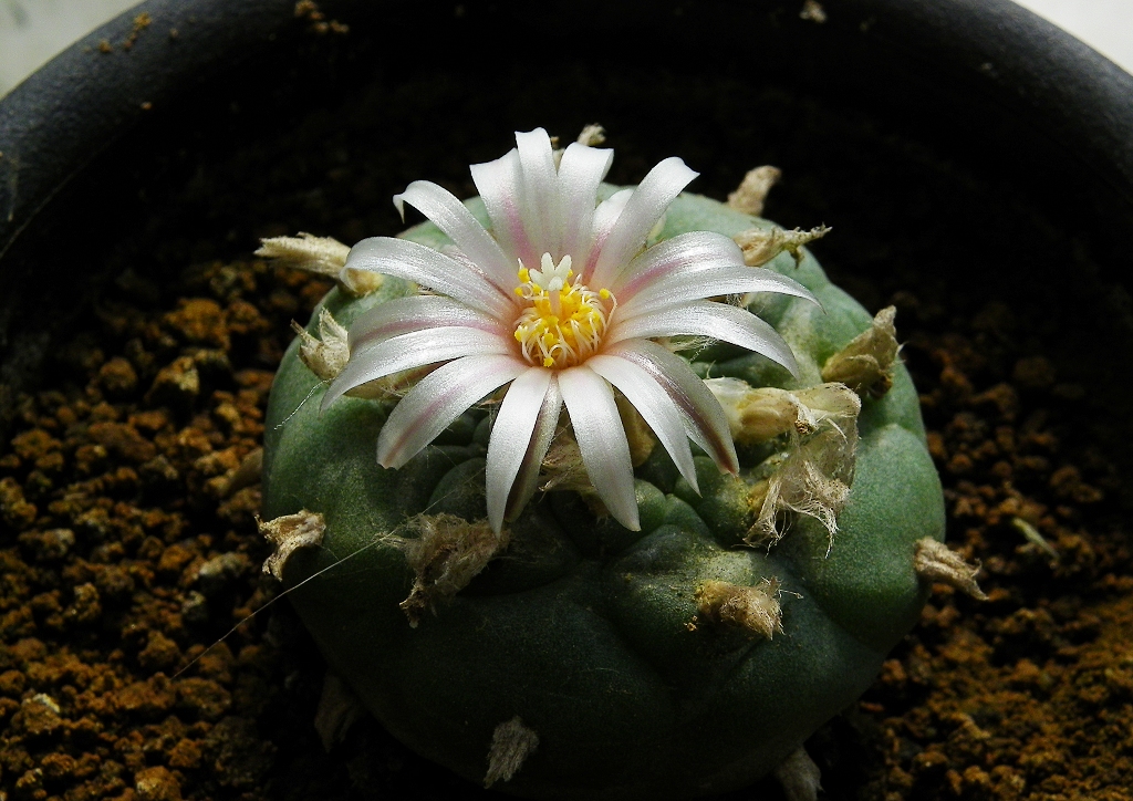 两盆乌羽玉开花了z980