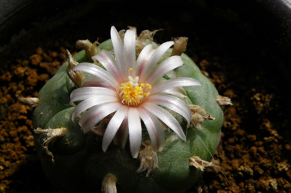 两盆乌羽玉开花了z980