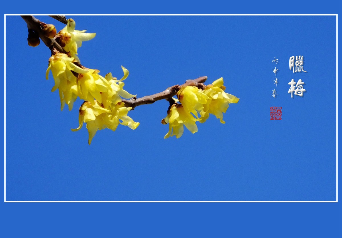 漂亮的素心蜡梅