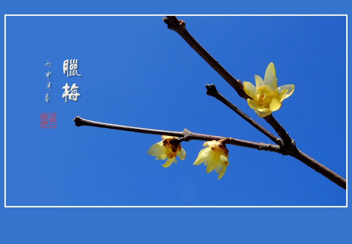 漂亮的素心蜡梅