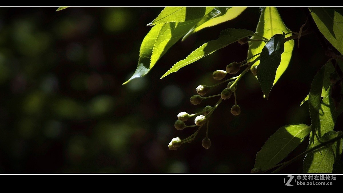 囊中羞涩，借一缕《山野之光》祝贺好友晚之秋荣登佳能5Ds R版主！！！