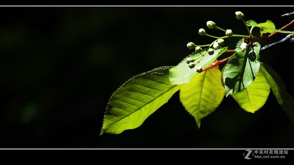 囊中羞涩，借一缕《山野之光》祝贺好友晚之秋荣登佳能5Ds R版主！！！