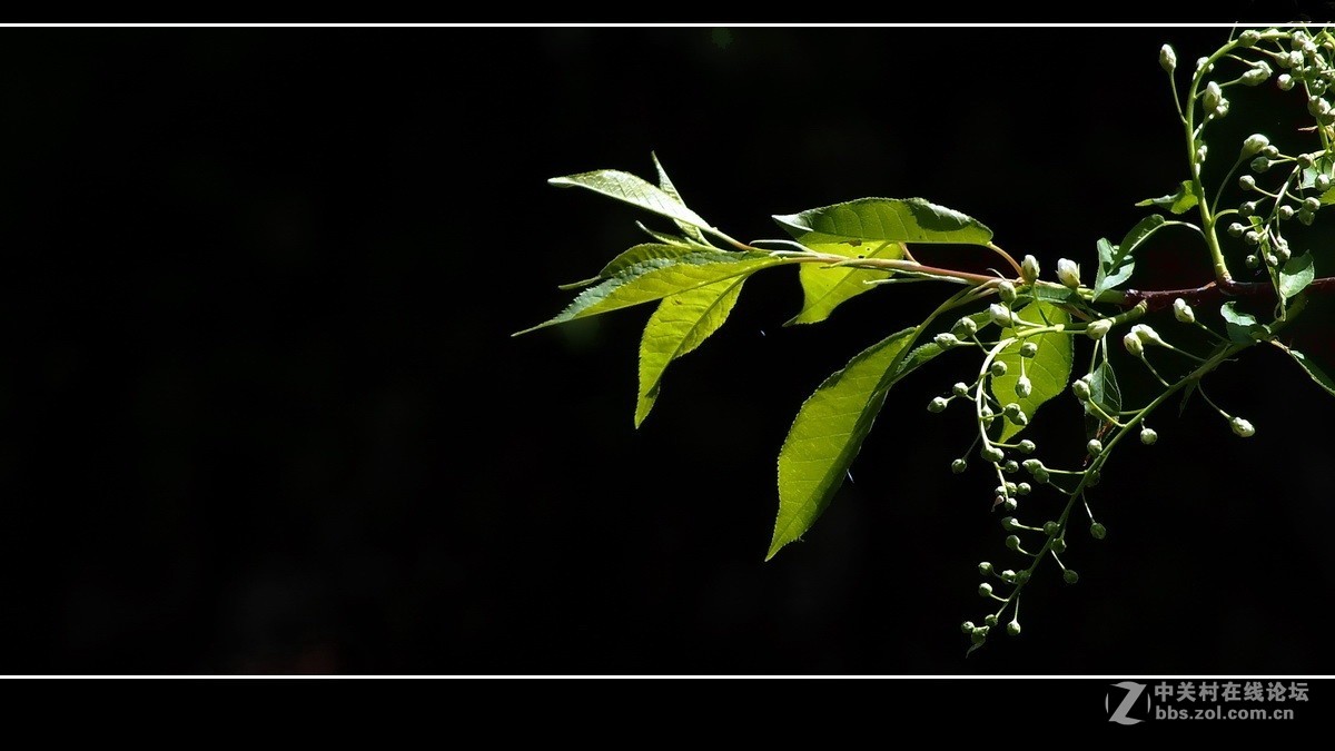 囊中羞涩，借一缕《山野之光》祝贺好友晚之秋荣登佳能5Ds R版主！！！
