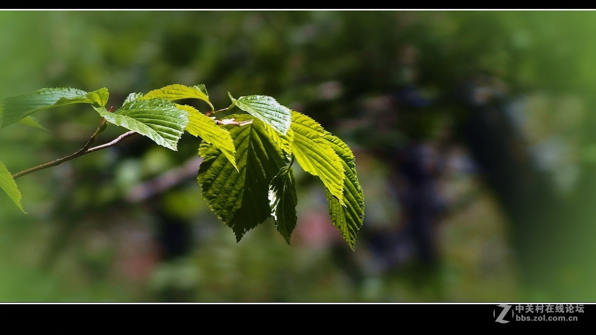 囊中羞涩，借一缕《山野之光》祝贺好友晚之秋荣登佳能5Ds R版主！！！