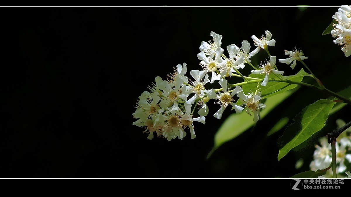 囊中羞涩，借一缕《山野之光》祝贺好友晚之秋荣登佳能5Ds R版主！！！