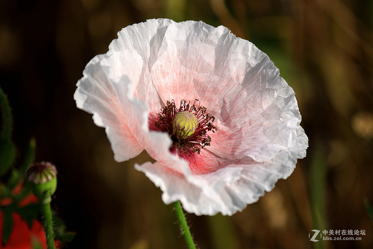送上一组【虞美人】祝贺好友  晚之秋  荣任佳能5Ds R星空(中国)版主