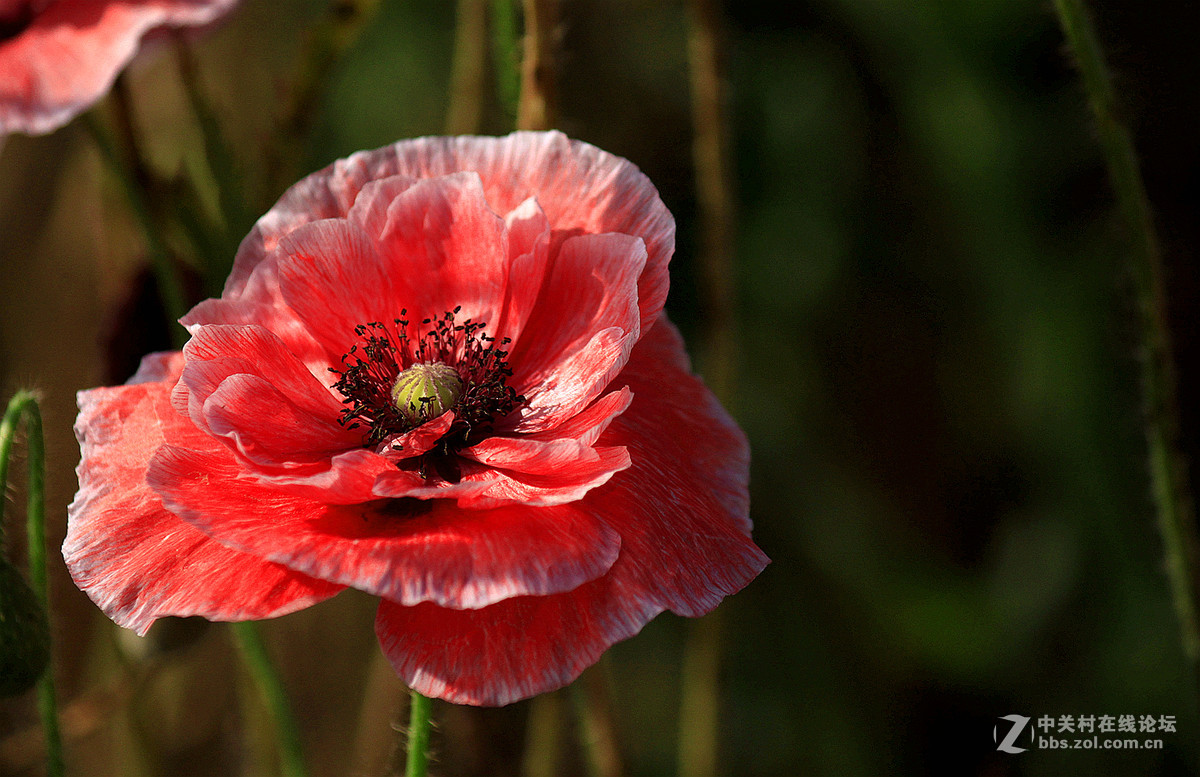 送上一组【虞美人】祝贺好友  晚之秋  荣任佳能5Ds R星空(中国)版主