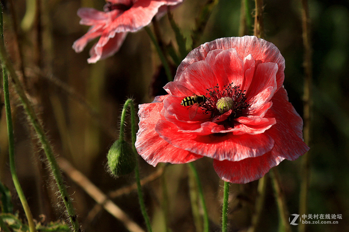 送上一组【虞美人】祝贺好友  晚之秋  荣任佳能5Ds R星空(中国)版主