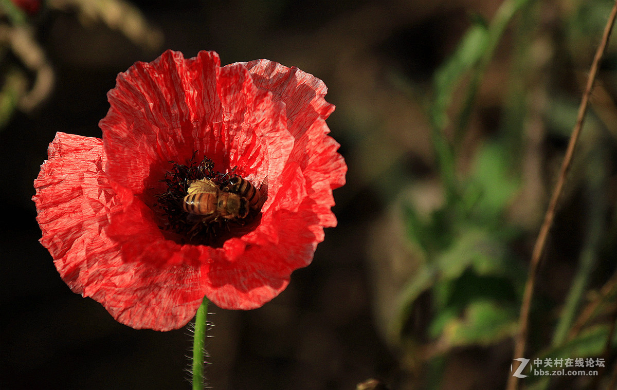 送上一组【虞美人】祝贺好友  晚之秋  荣任佳能5Ds R星空(中国)版主