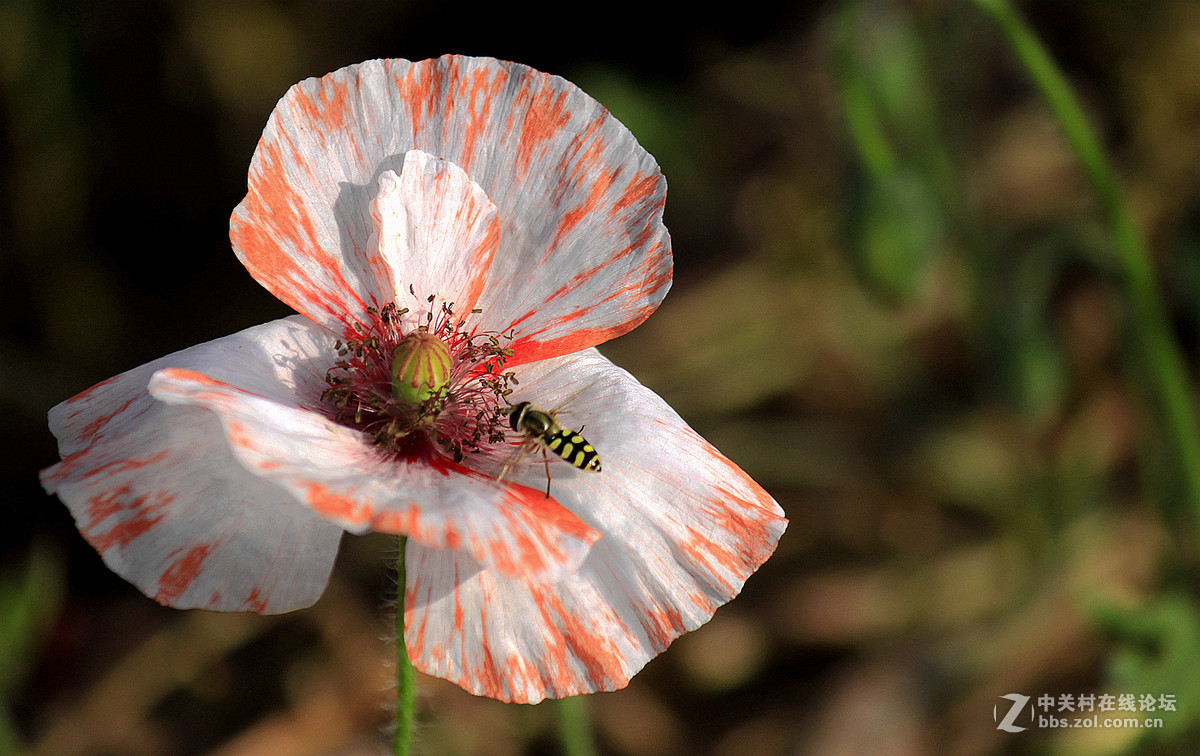 送上一组【虞美人】祝贺好友  晚之秋  荣任佳能5Ds R星空(中国)版主