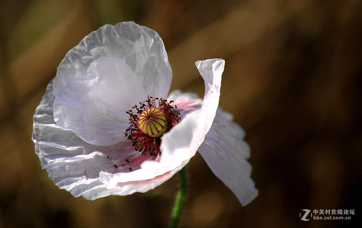 送上一组【虞美人】祝贺好友  晚之秋  荣任佳能5Ds R星空(中国)版主