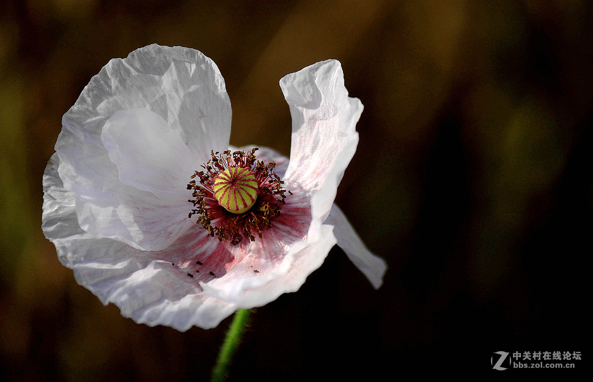 送上一组【虞美人】祝贺好友  晚之秋  荣任佳能5Ds R星空(中国)版主