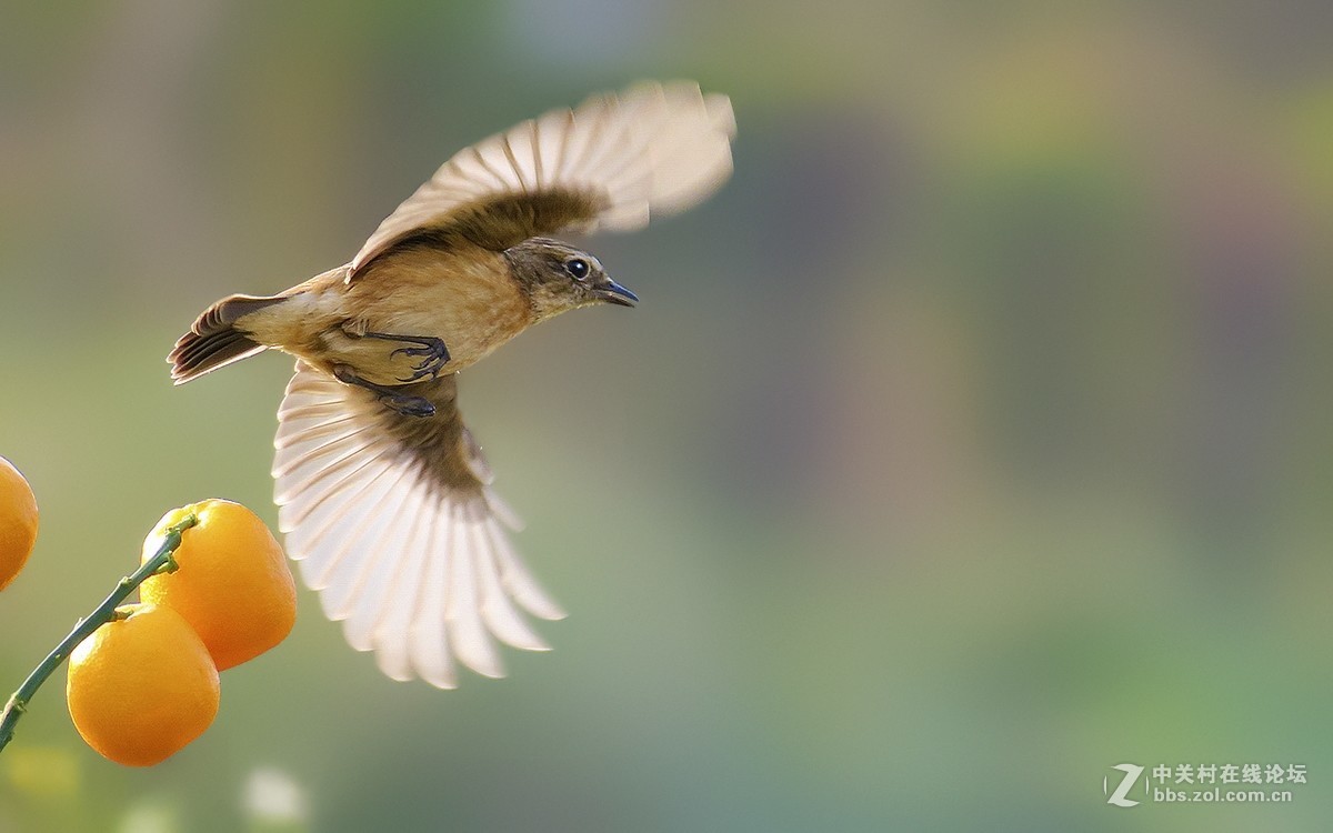 石鵖飞舞（九）