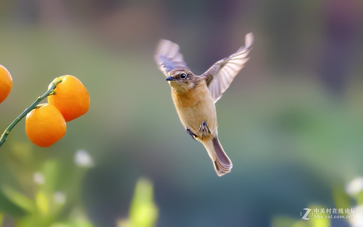 石鵖飞舞（九）