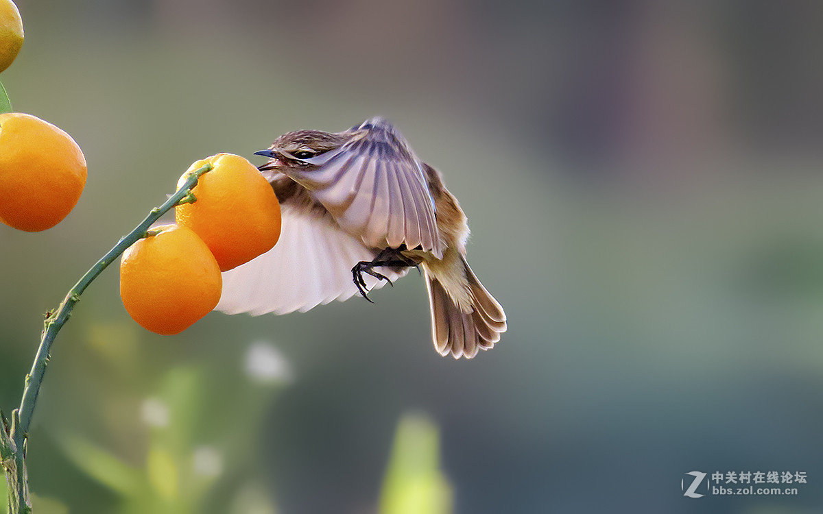 石鵖飞舞（九）