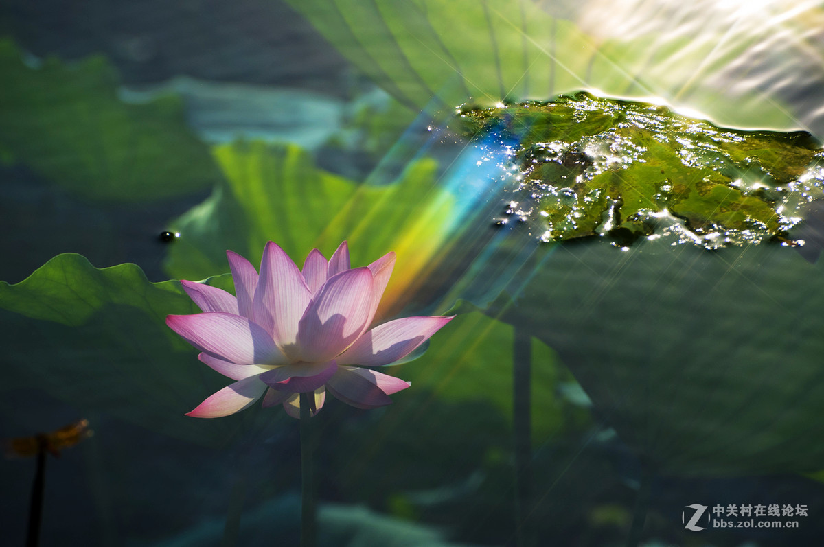 夏日-阳光-荷花