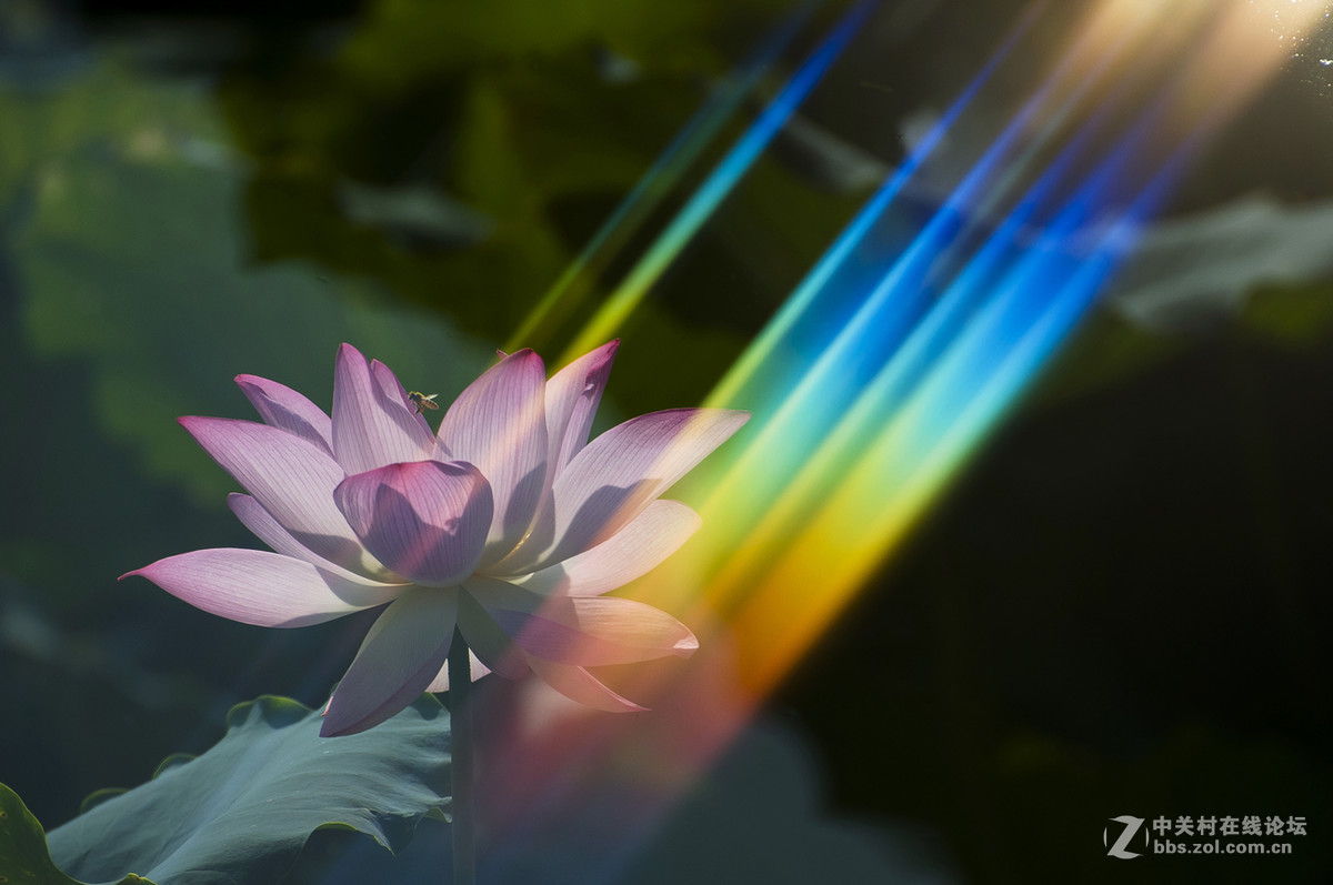 夏日-阳光-荷花