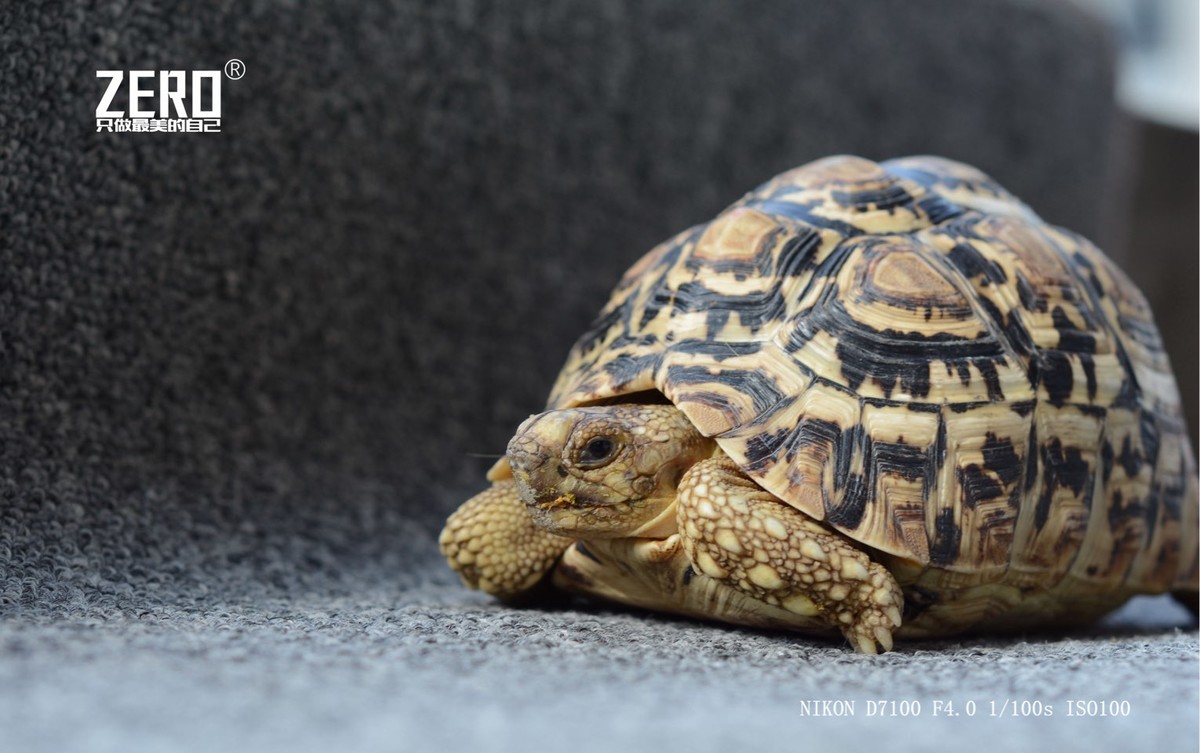 肯尼亚豹龟巨丑亲手求指导