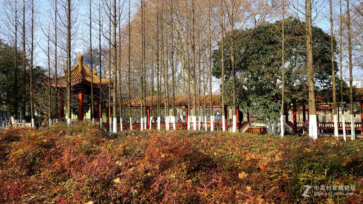 索尼ILCE-7R低感50的画质