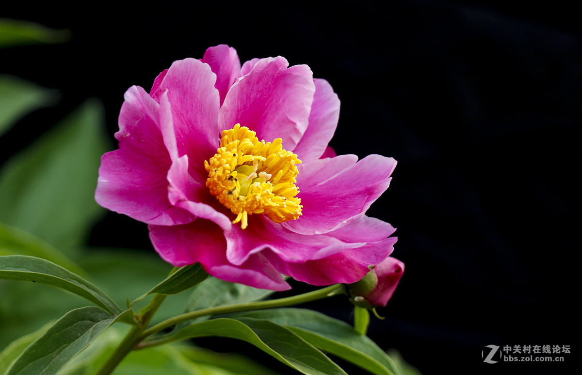 #佳能月赛-旅行的意义#芍药花开（01）