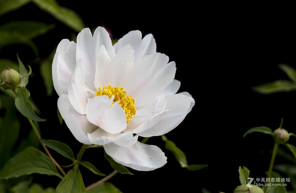 #佳能月赛-旅行的意义#芍药花开（01）