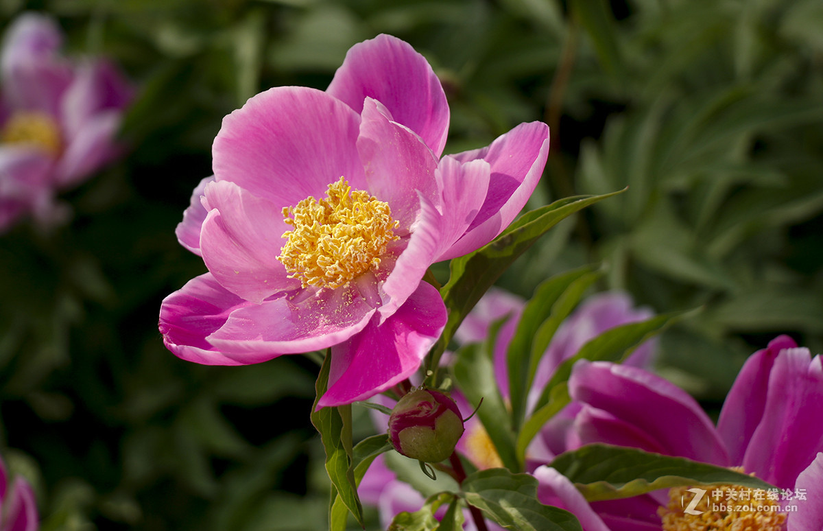 #佳能月赛-旅行的意义#芍药花开（01）