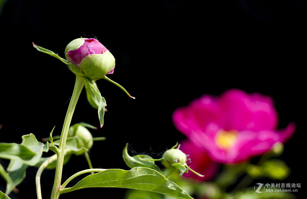 #佳能月赛-旅行的意义#芍药花开（01）