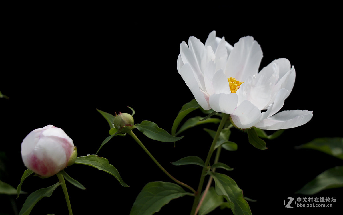 #佳能月赛-旅行的意义#芍药花开（01）