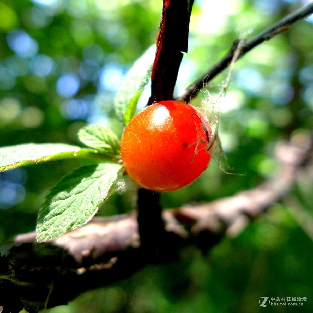 散步随拍20（草花小景），请多多指教。