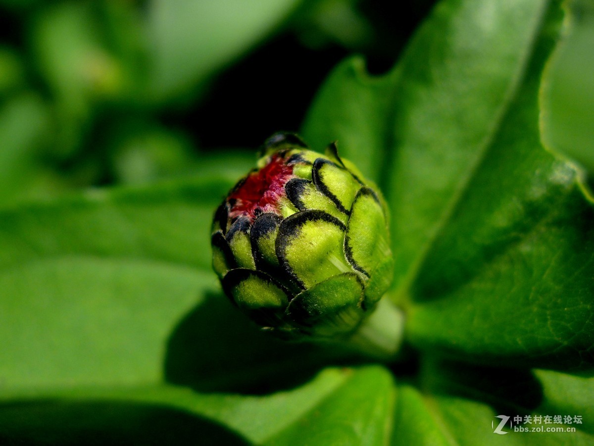 散步随拍20（草花小景），请多多指教。
