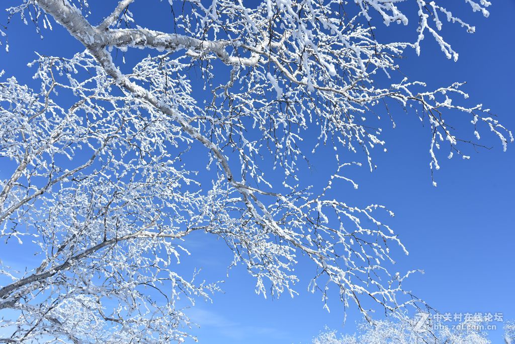 转载一组尼粉的雪景、雾凇