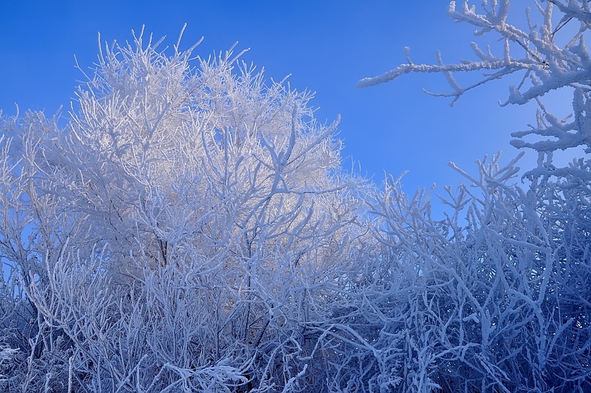 转载一组尼粉的雪景、雾凇