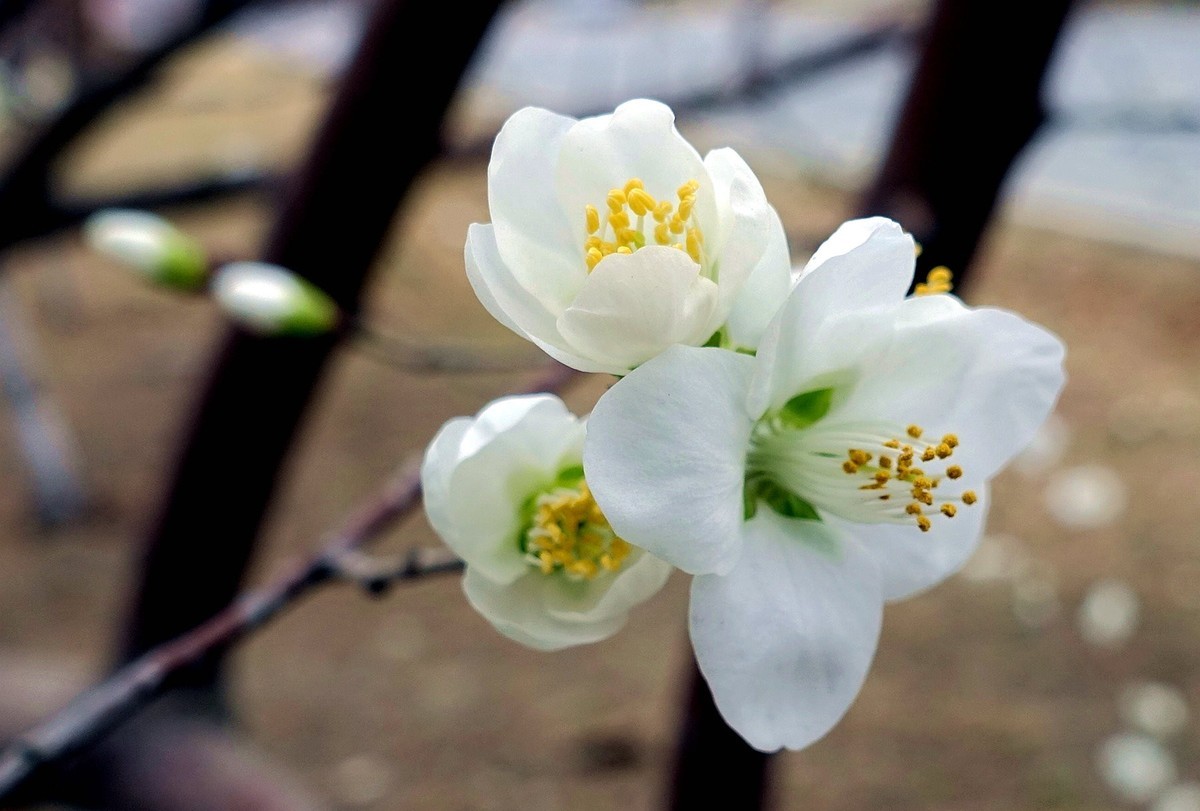 梨花花蕊的颜色图片