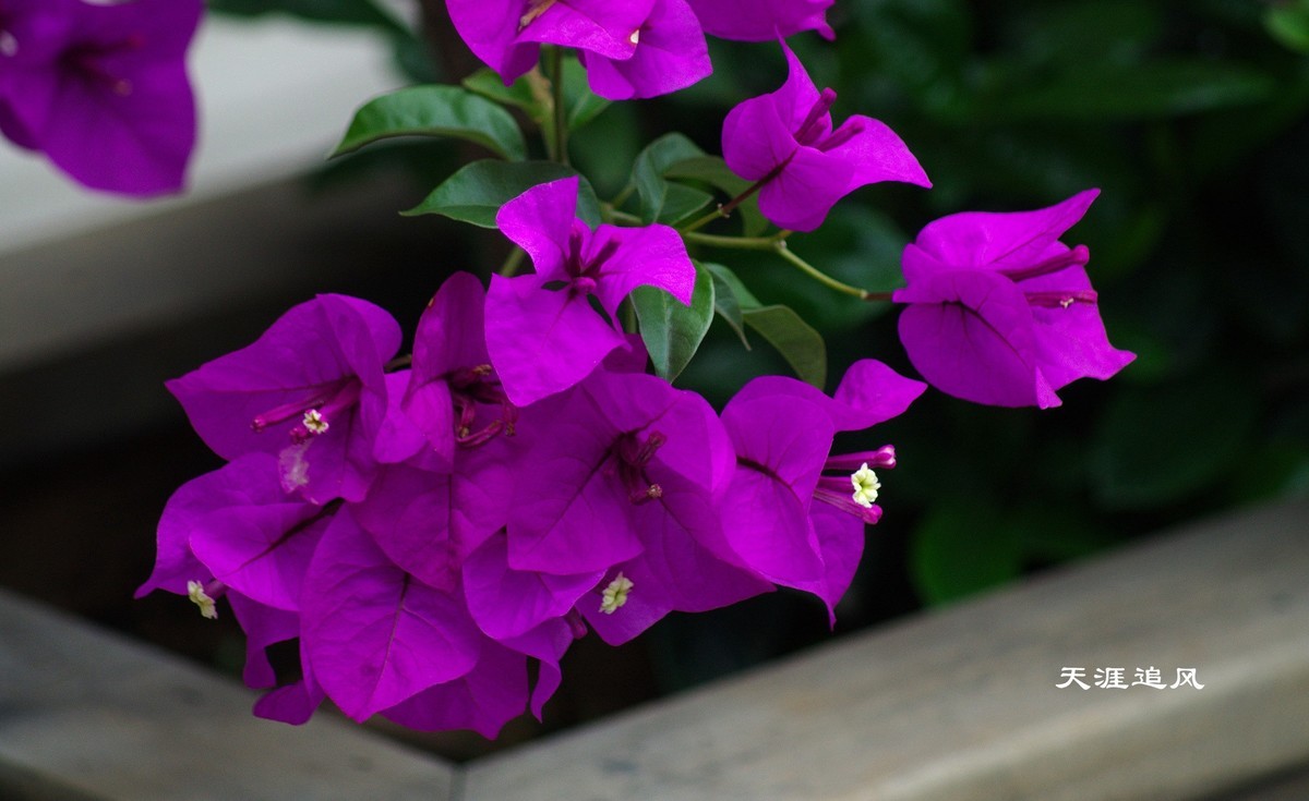紫色的三角梅