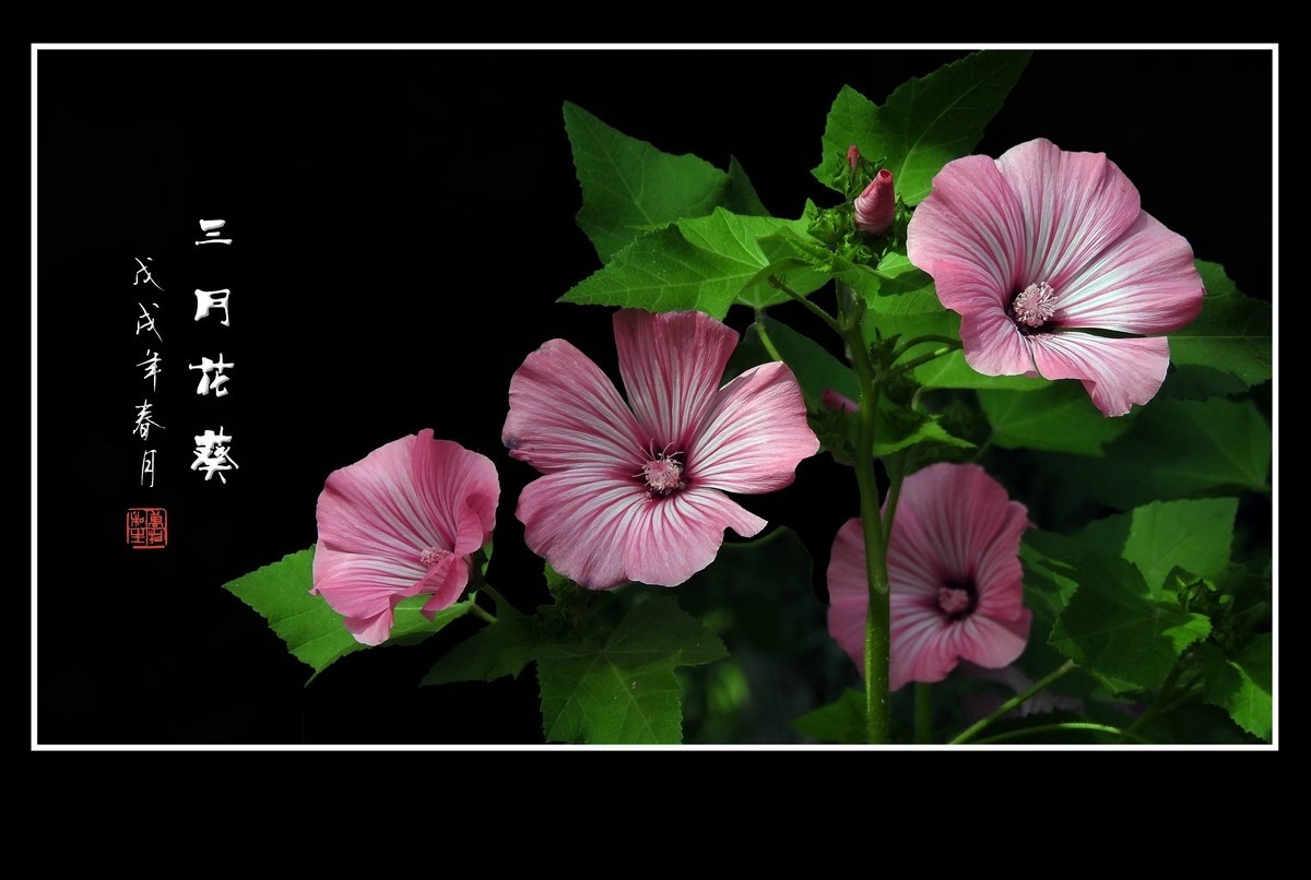 娇艳美丽的三月花葵