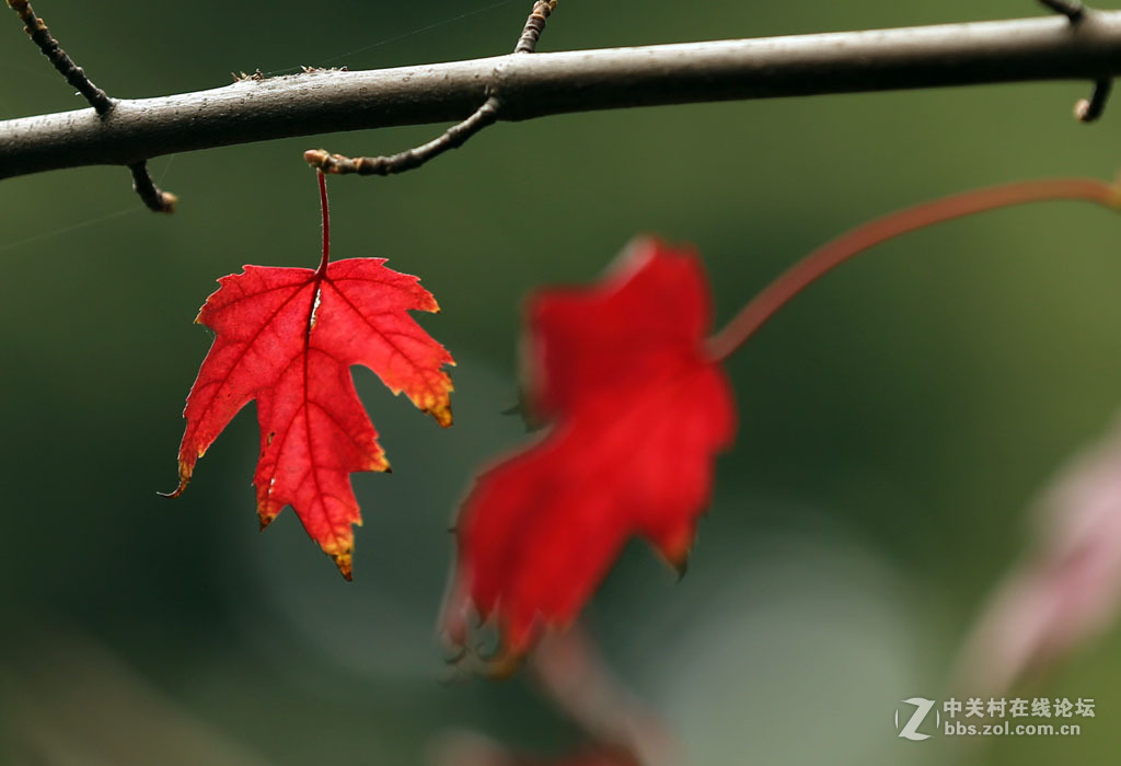 【枫叶】正红之二