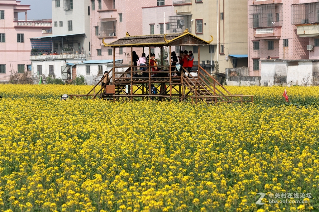 珠海斗门耕管村油菜花和桑格花