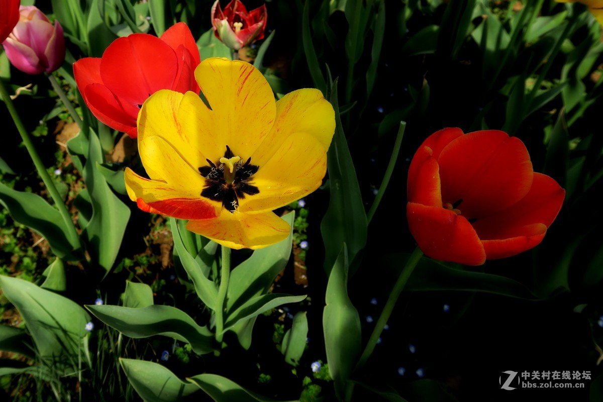 花卉春天的花六十五