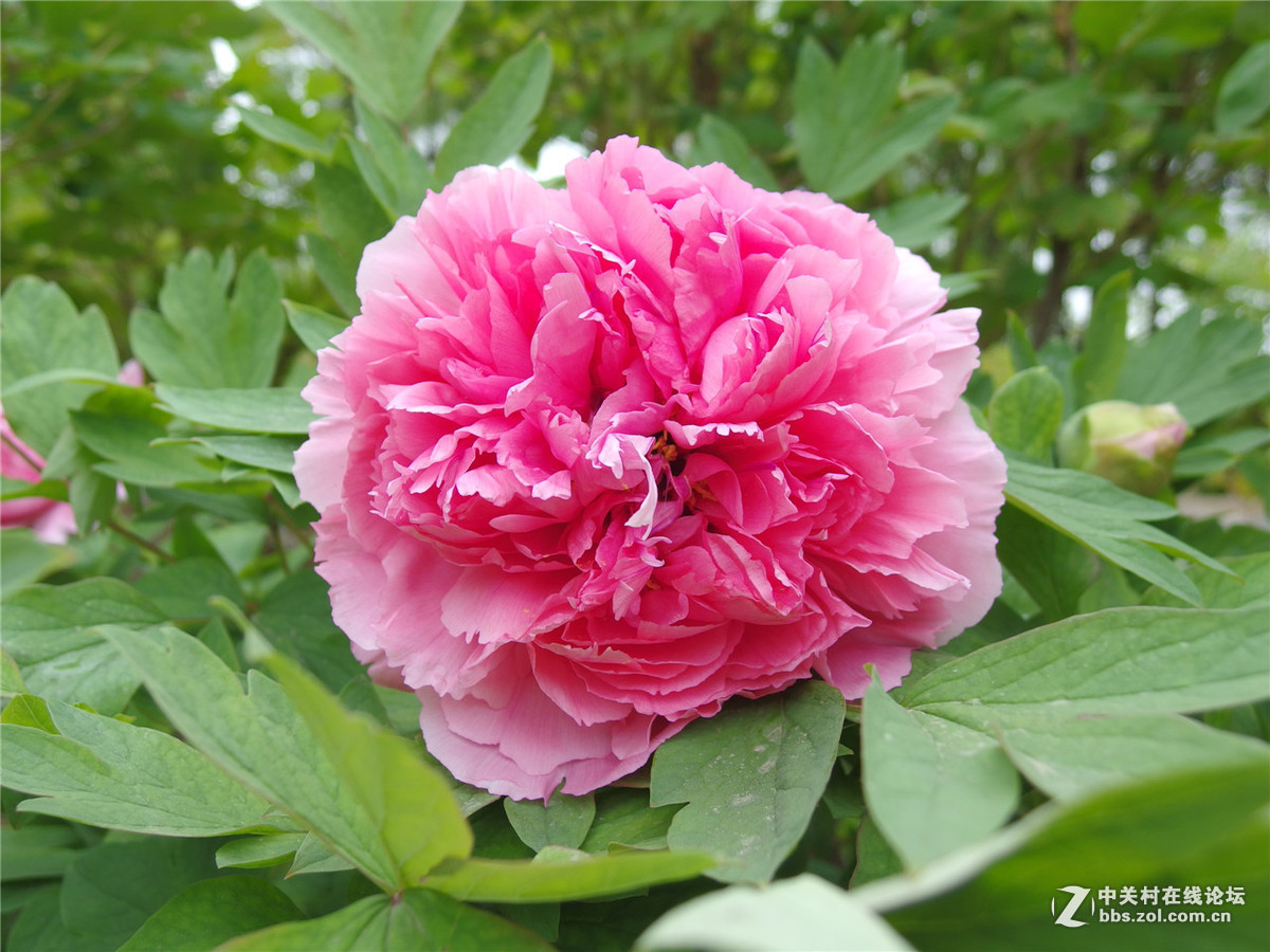 出个MX-1，出个威达28-210红圈（2016年6月9日镜头已出）（2016年11月7日MX-1已出）