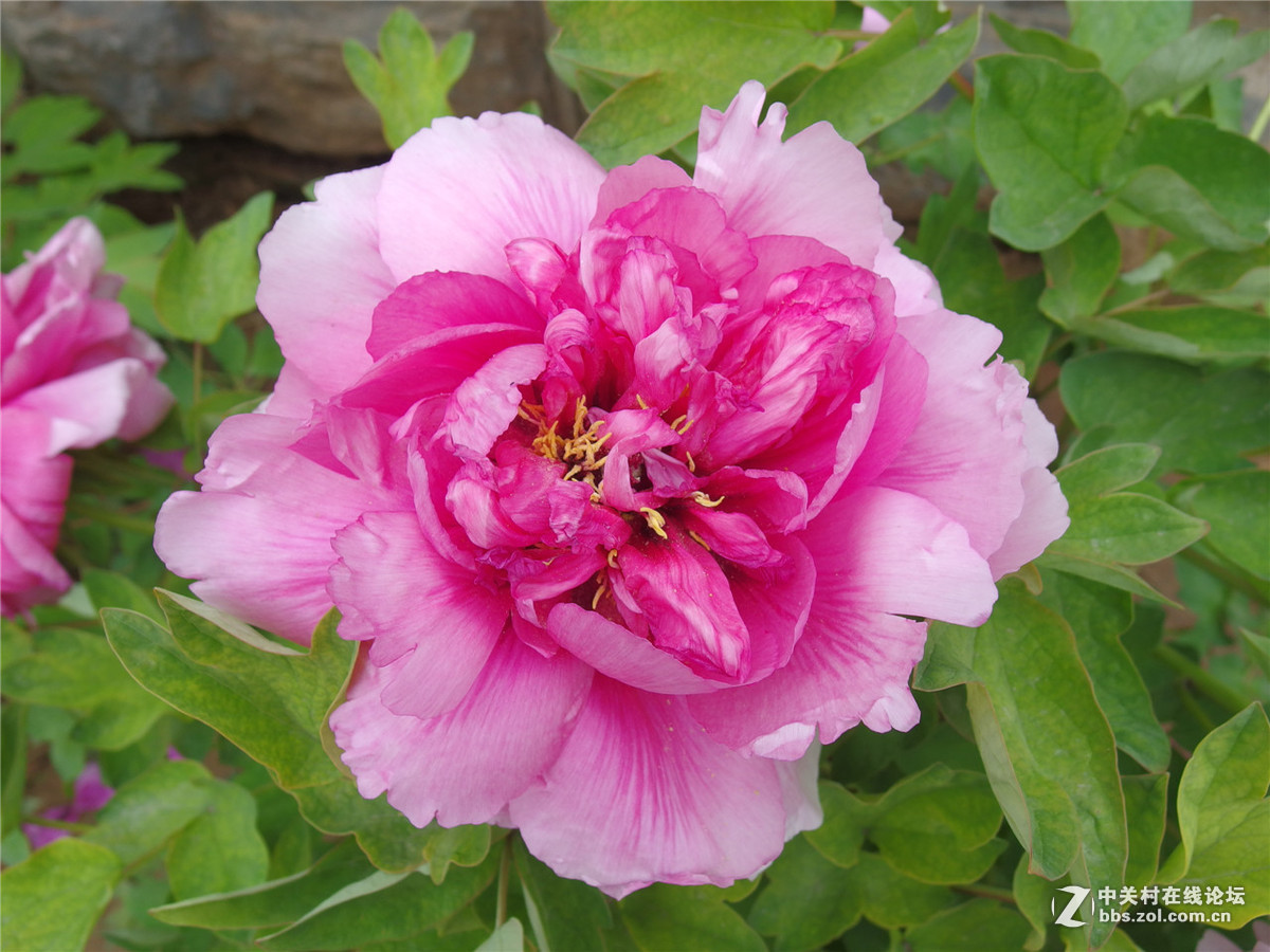 出个MX-1，出个威达28-210红圈（2016年6月9日镜头已出）（2016年11月7日MX-1已出）