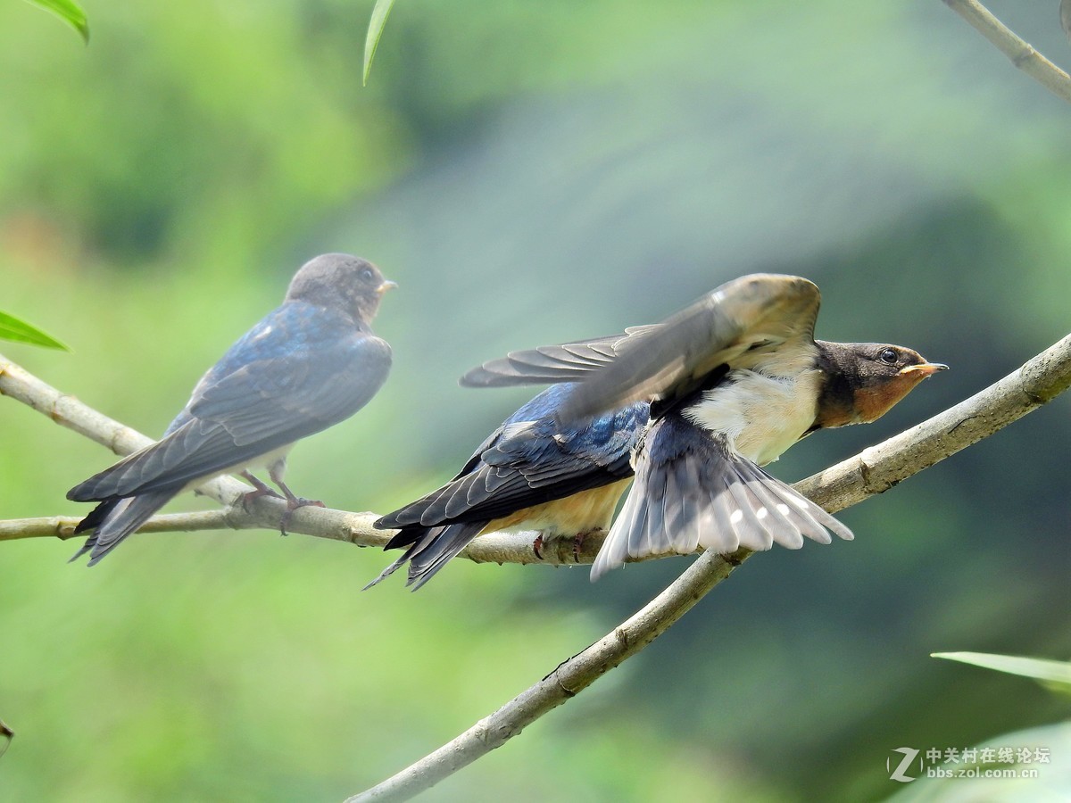 雨燕直播足球免费观看全网热门联赛无需会员一键即播