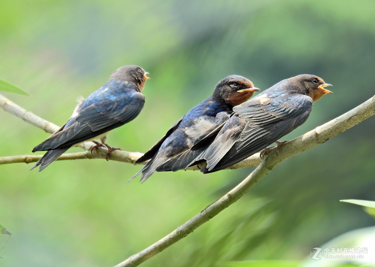 高清无延迟实时观赛体验