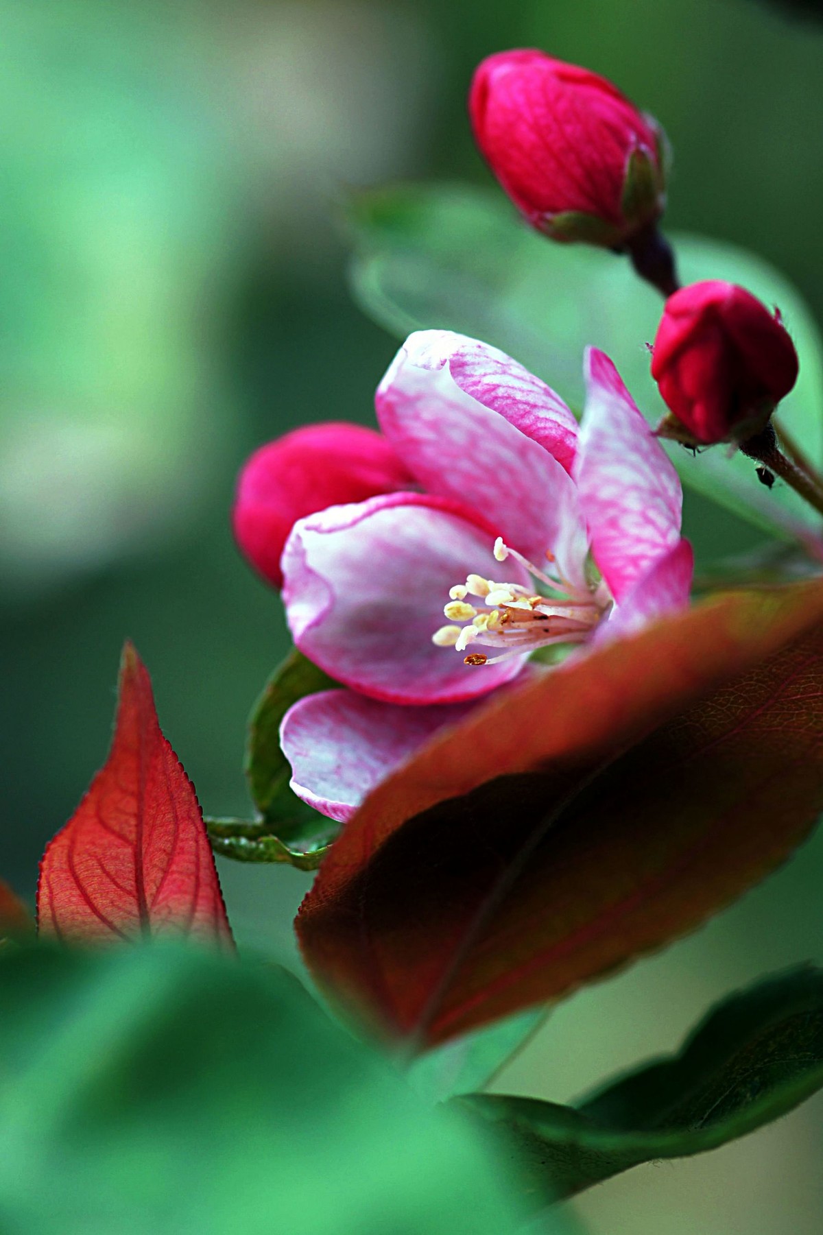 秋海棠图片唯美图片