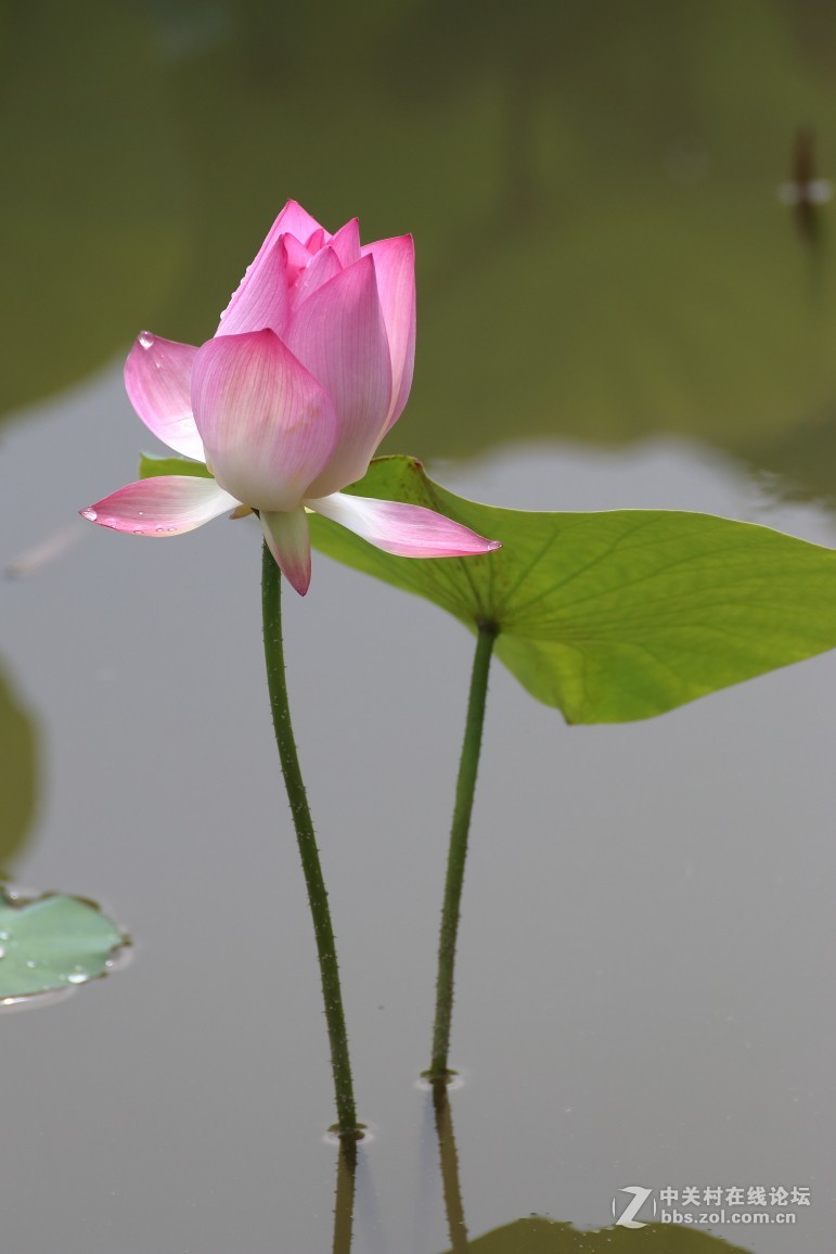 雨後荷花