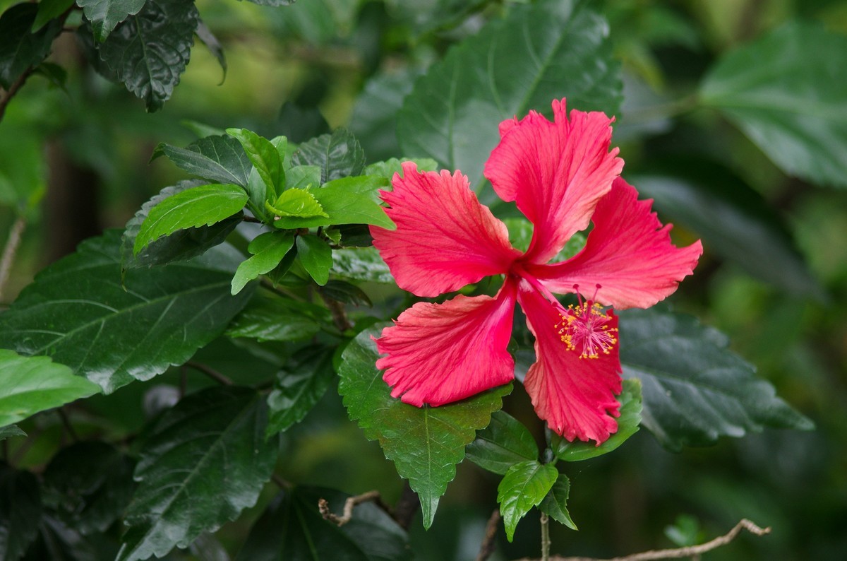 宾得FA80-320随拍