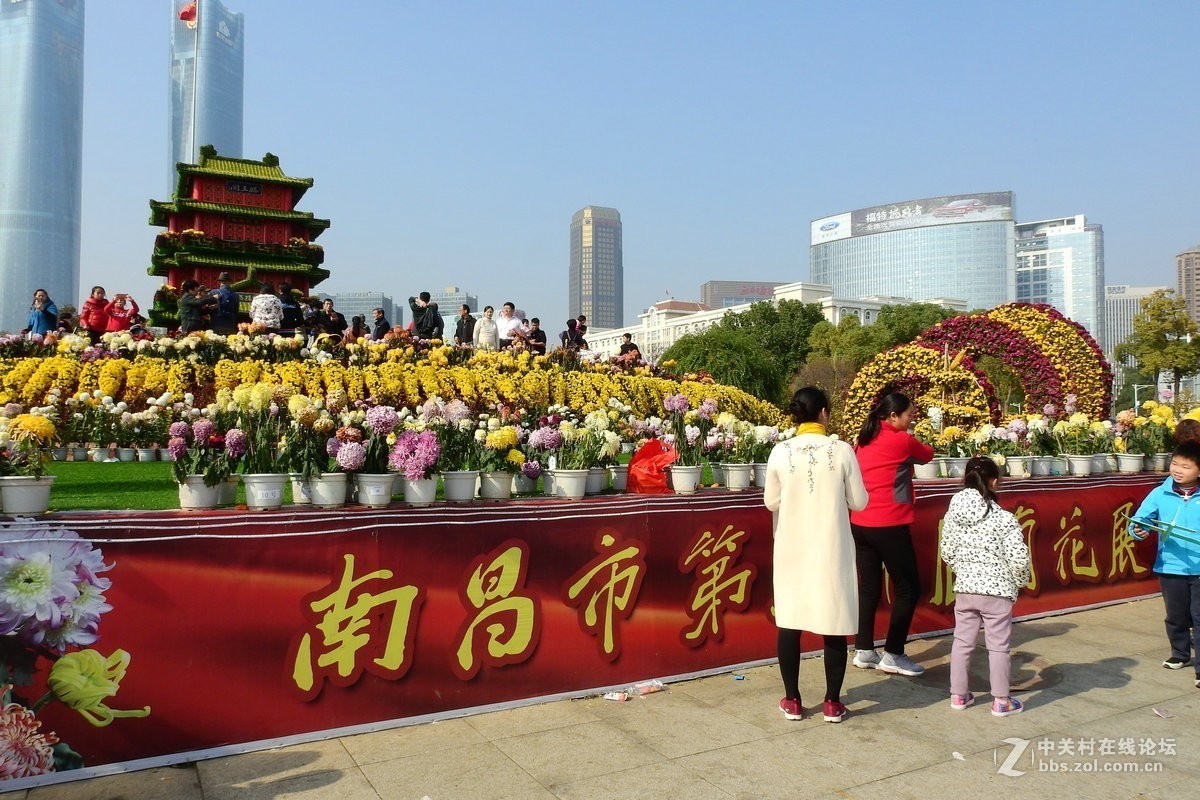 采菊(2)