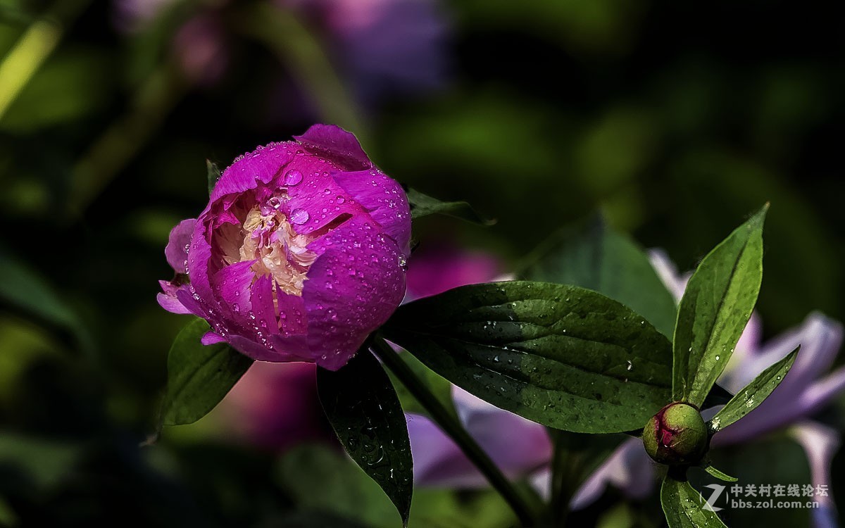 一组花卉贺新春