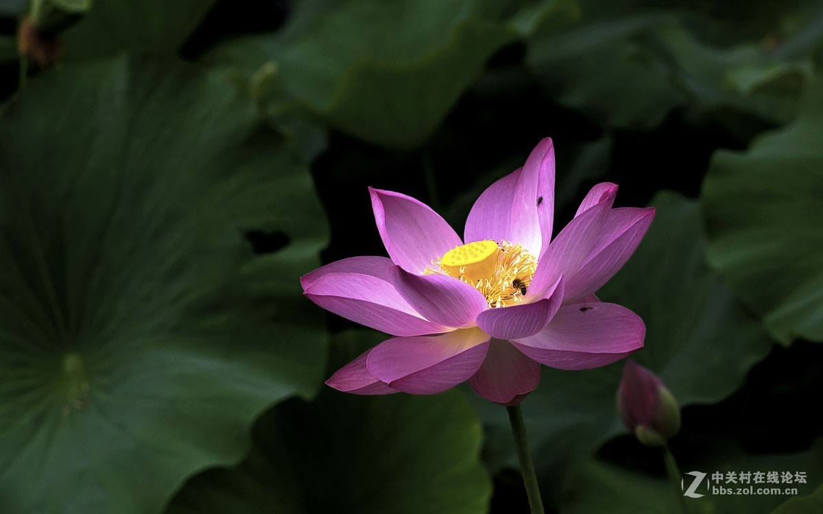 一组花卉贺新春