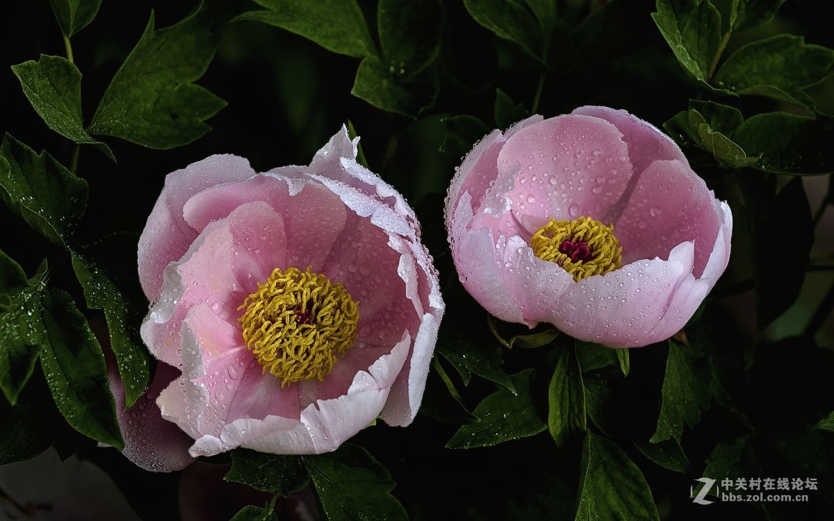 一组花卉贺新春